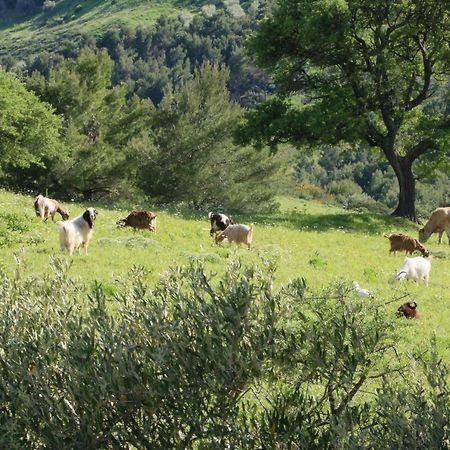 B&B Il Vigneto Trebisacce Esterno foto