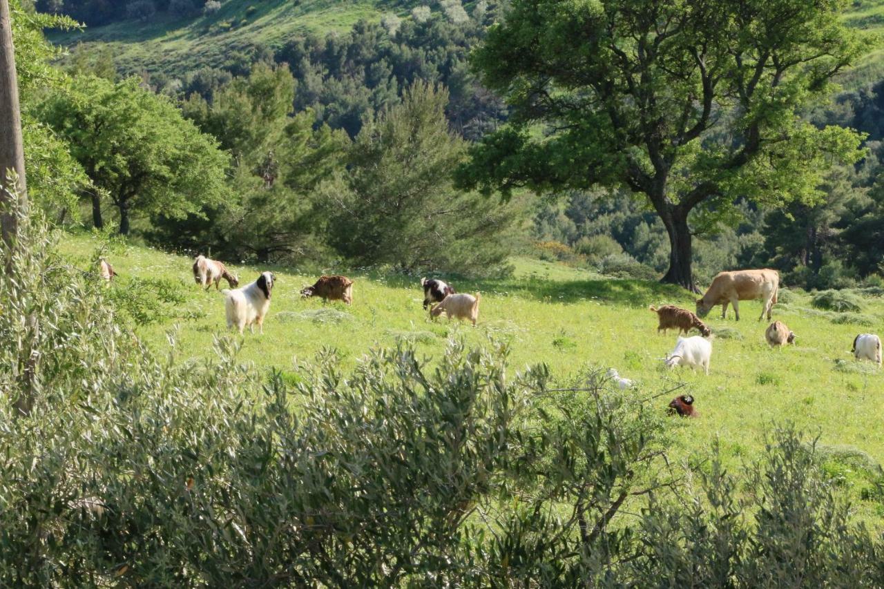 B&B Il Vigneto Trebisacce Esterno foto
